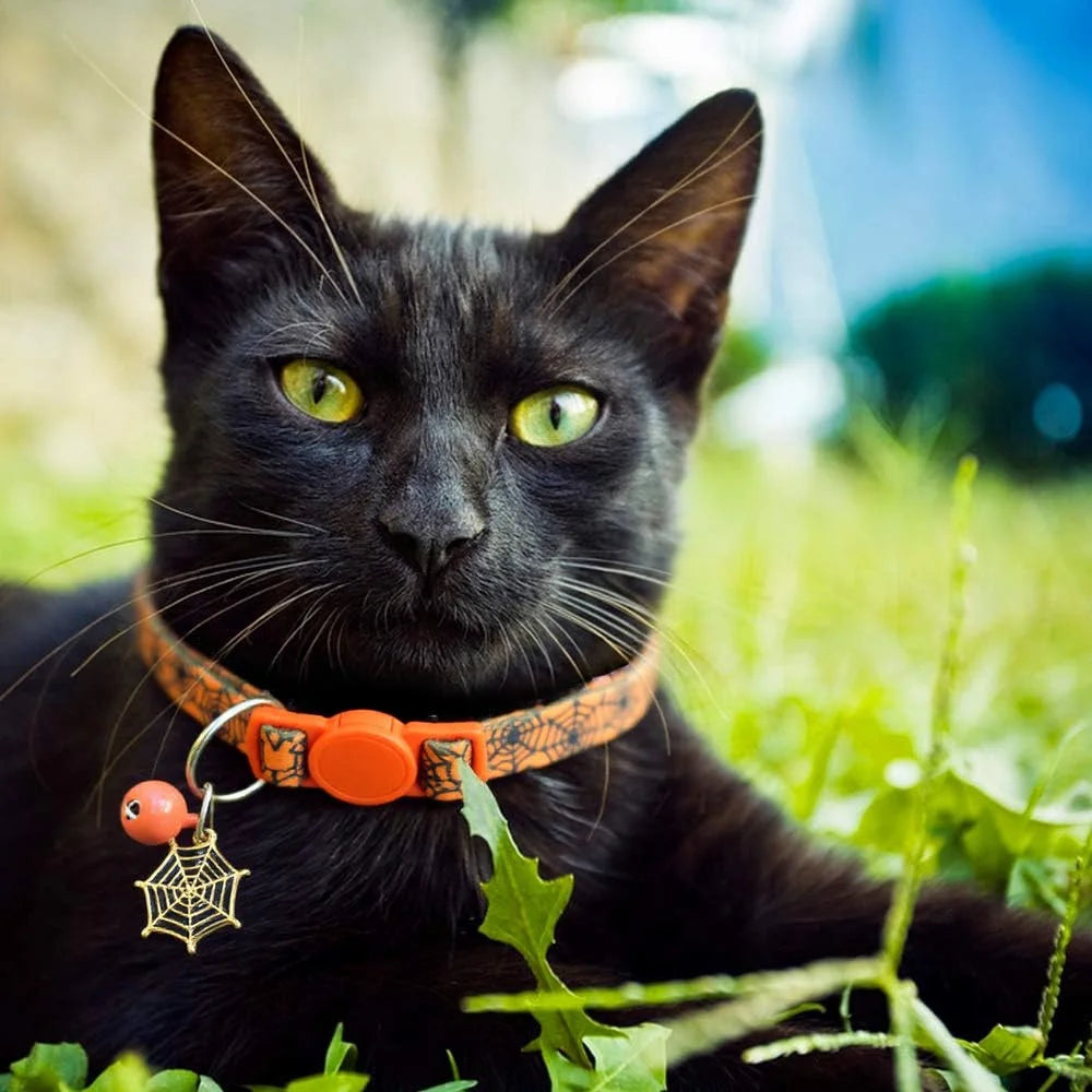 Coleira de Halloween para Gatos