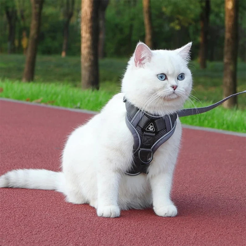 Conjunto de coleira, corda e colete refletor para gatos