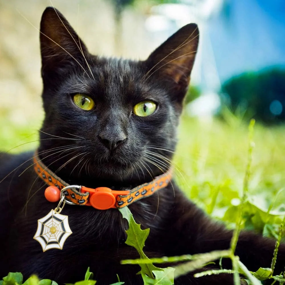 Coleira de Halloween para Gatos